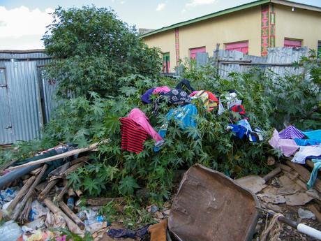 A pile of colorful clothes, including shirts and trousers, are drying on large leafy bushes, surrounded by scattered debris and a makeshift structure in the background.