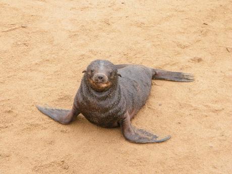 A baby fur seal with a wet, shiny coat resting on a sandy surface, looking directly at the camera.