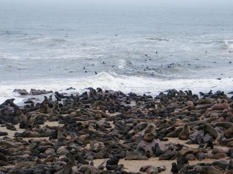 A large colony of seals resting on a rocky beach with rough ocean waves in the background.