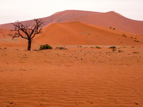 A lone, leafless tree on a vast, red sand dune landscape, with more dunes in the distance.