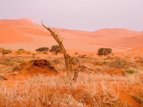 A vibrant desert scene with red sand dunes, dry shrubs, and a single bare tree trunk standing against the backdrop of a hazy sky.