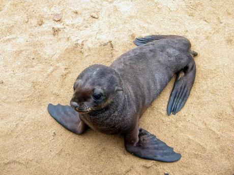 A young seal pup lying on sandy ground, looking up with its flippers spread out.