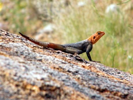 A lizard with a vibrant orange head and dark body standing on a sunlit rock.