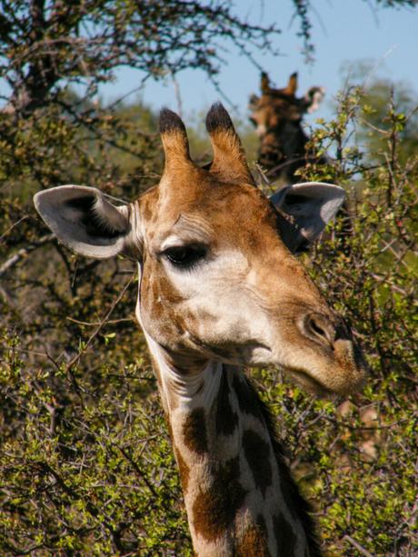 A close-up of a giraffe's face, with another giraffe partially visible in the blurred background amidst green foliage.