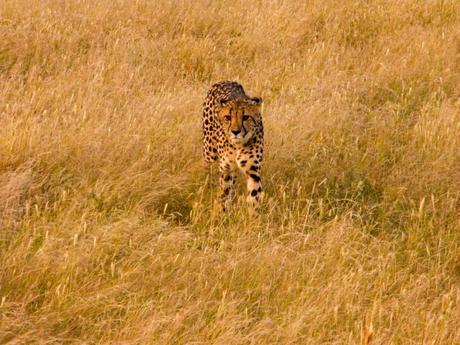 A cheetah stands alert in yellow wild grass.