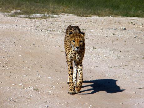 A cheetah walks on a gravel road, its shadow stretching out beside it.