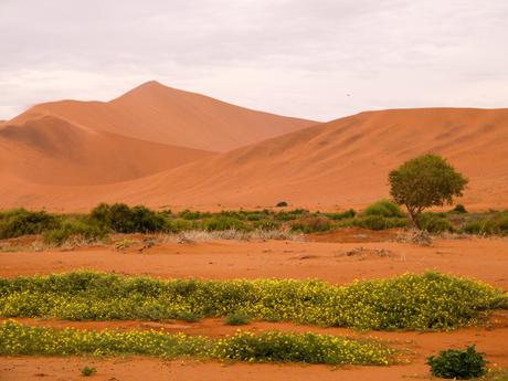 Yellow wildflowers blooming in the foreground of a red desert landscape with sand dunes and a single tree.