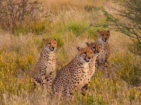 Four cheetahs sitting in tall grass, intently looking toward the camera with a backdrop of sparse bushes.