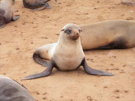 A fur seal sitting on a sandy beach, its flippers splayed out to the sides, with other seals lounging in the background.