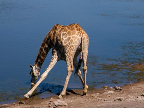 A giraffe bending down to drink water from a calm, blue watering hole, its long legs spread wide apart for balance.