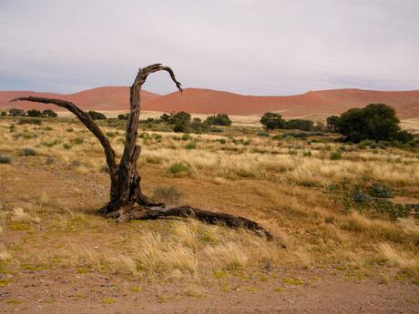 A dry, twisted tree stands in a grassy plain with rolling red sand dunes in the background under a pale sky.