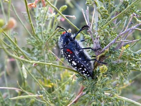 A close-up of a black and white spotted beetle with red markings on its back, perched on a green shrub.