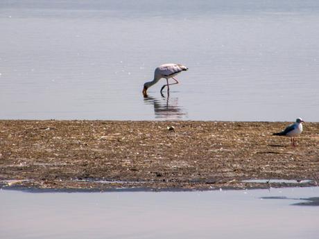 A single stork wading through shallow water, its reflection visible beneath, with another small bird standing nearby on a muddy bank.