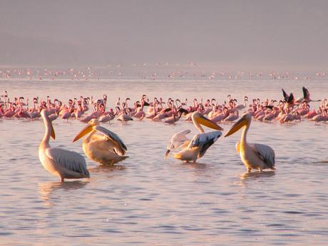 A group of pelicans standing in shallow water, surrounded by a large flock of pink flamingos during sunrise.