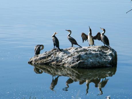 Five cormorants perched on a small rock in the middle of a calm lake, with their reflections mirrored in the water, under a clear blue sky.