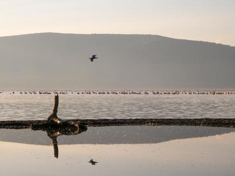 A tranquil lakescape with a lone bird flying over the water, a reflection of a dry tree stump in the foreground, and a horizon filled with flamingos.