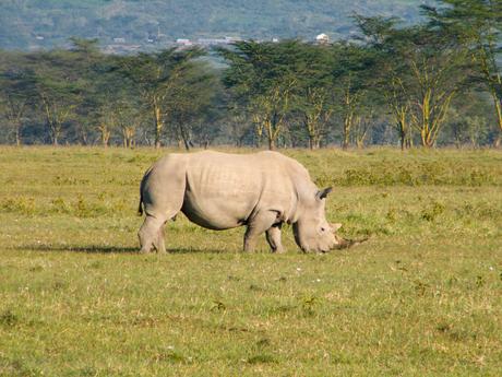 A white rhinoceros grazing in a vast, open savannah with acacia trees scattered across the landscape.