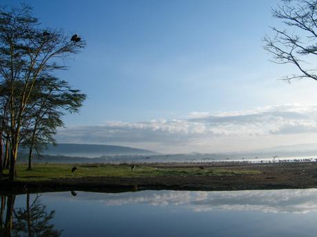 A serene lakeside scene at dawn with birds perched in trees and a large flock of flamingos in the distance, reflecting on the calm water.