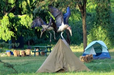 Two marabou storks attacking a beige tent in a green campsite, with trees and camping gear visible in the background.