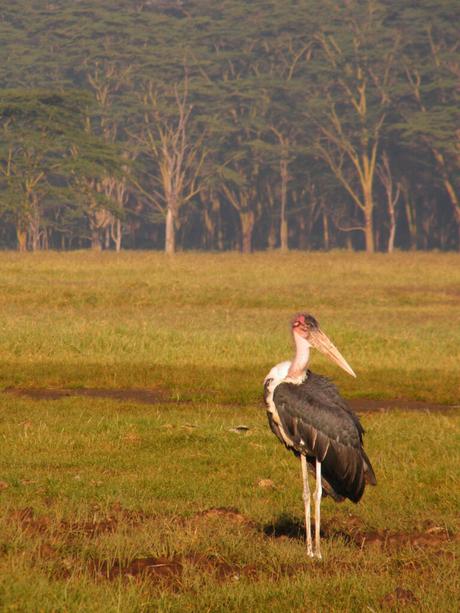 A Marabou stork standing in an open grassy field, with a dense forest of tall trees in the background.