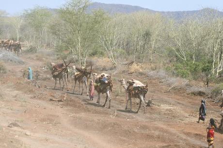 A caravan of camels loaded with goods, led by herders walking through a dry, brushy landscape under a pale blue sky.