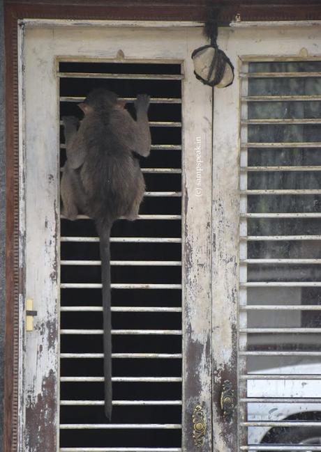 peeping through the Windows !!!