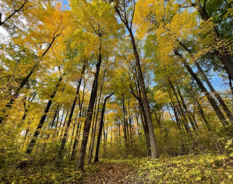 Forest, Hiking, It's Good for You, Lisa Orchard