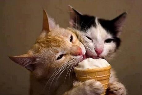 cats that love ice-cream