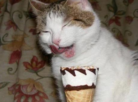 A cat that loves ice-cream