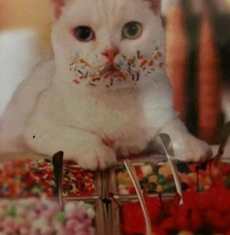 A cat that loves ice-cream toppings