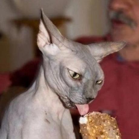 A cat that loves ice-cream