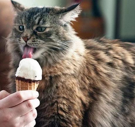 A cat that loves ice-cream