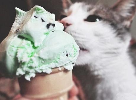 A cat that loves ice-cream