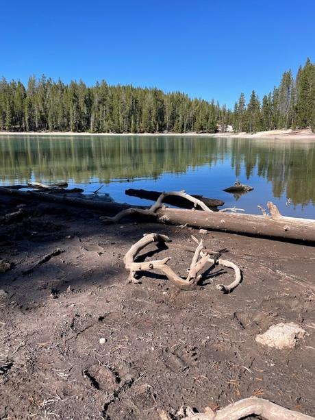 A serene lake reflecting trees, with dry branches and logs scattered along the shore, and grizzly bear prints, under a bright blue sky in a forested area.