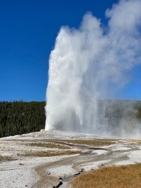 Old Faithful geyser erupting with a powerful plume of water and steam against a clear blue sky, surrounded by forested hills.