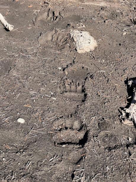 Close-up of grizzly bear paw prints in the mud.