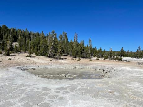 A dry geothermal area in Yellowstone National Park featuring a mud pool surrounded by a barren, white, cracked ground, bordered by sparse trees.