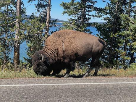 A bison grazing by the roadside, with Yellowstone Lake. visible through the trees in the background.