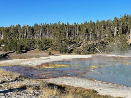 A small geothermal pool emitting steam, surrounded by trees and bare earth, with a wooden boardwalk nearby.