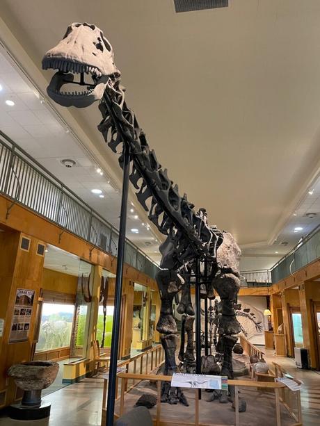 A large dinosaur skeleton exhibit displayed inside the University of Wyoming Geology Museum in Laramie, showing a towering sauropod with a long neck and tail.