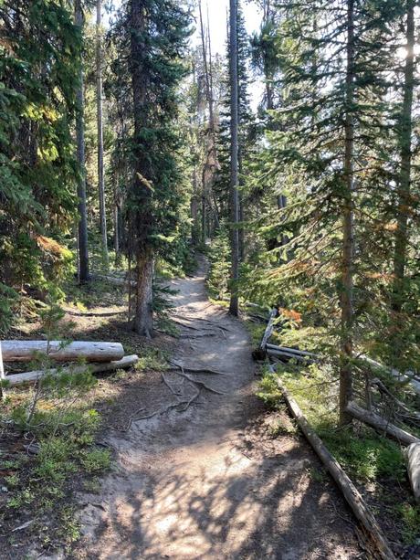 A winding trail through a dense pine forest, with sunlight filtering through the trees, and the path covered in tree roots and scattered branches.