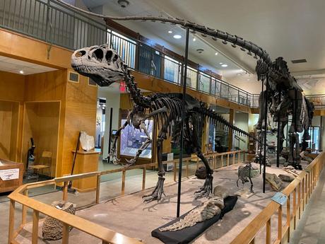 The fossil of a famous allosaurus dinosaur called Big Al located inside the Geology Museum in Laramie, Wyoming.