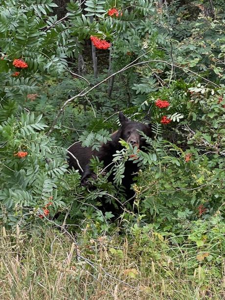 A black bear peeks out from behind thick green foliage, munching on bright red berries.