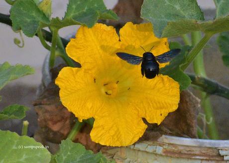 ‘Cucurbita moschata’     -   Pumpkin flower !!!  ~  வாசலிலே பூசணிப்பூ * வச்சிப்புட்டா வச்சிப்புட்டா