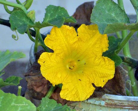 ‘Cucurbita moschata’     -   Pumpkin flower !!!  ~  வாசலிலே பூசணிப்பூ * வச்சிப்புட்டா வச்சிப்புட்டா