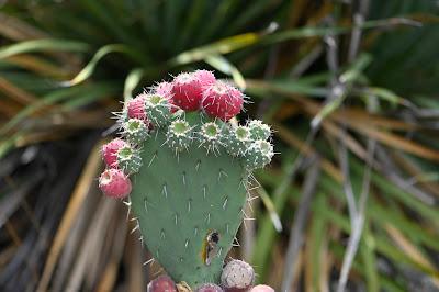 AROUND THE WORLD WITH PLANTS at the UC Botanical Garden, Berkeley, CA