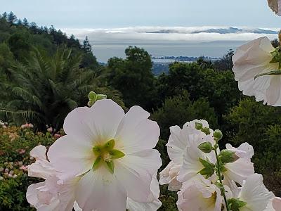 AROUND THE WORLD WITH PLANTS at the UC Botanical Garden, Berkeley, CA