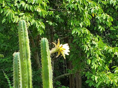 AROUND THE WORLD WITH PLANTS at the UC Botanical Garden, Berkeley, CA