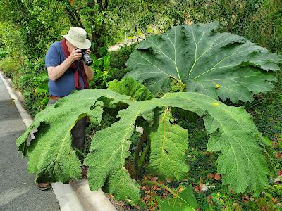 AROUND THE WORLD WITH PLANTS at the UC Botanical Garden, Berkeley, CA