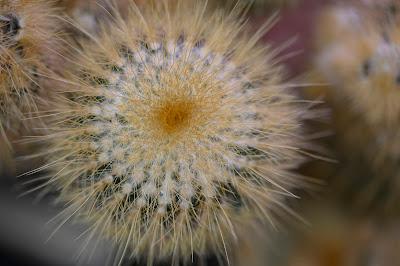 AROUND THE WORLD WITH PLANTS at the UC Botanical Garden, Berkeley, CA